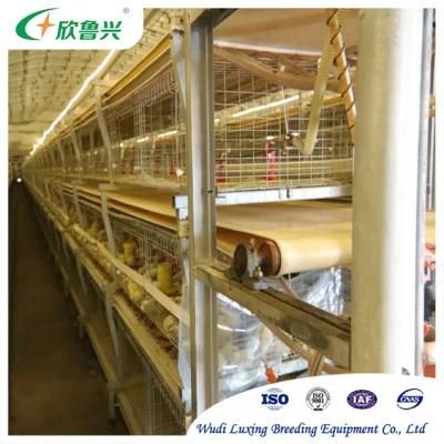 Top Quality Customized Pullets Broilers Growing Cage Equipment System for Commercial Usage