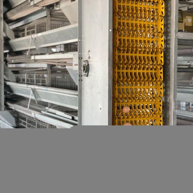 H Type Galvanized Layer Chicken Cage (BYPH-220530002)