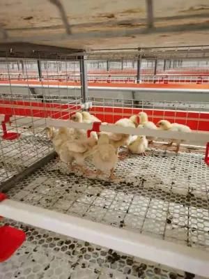 Automatic Poultry Farming System Chicken Broiler Farm Equipment Layer Broiler Chicken Cage