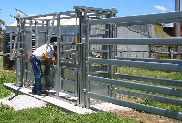 Powder Coated or Galvanized Cattle Chute with Weight Scale