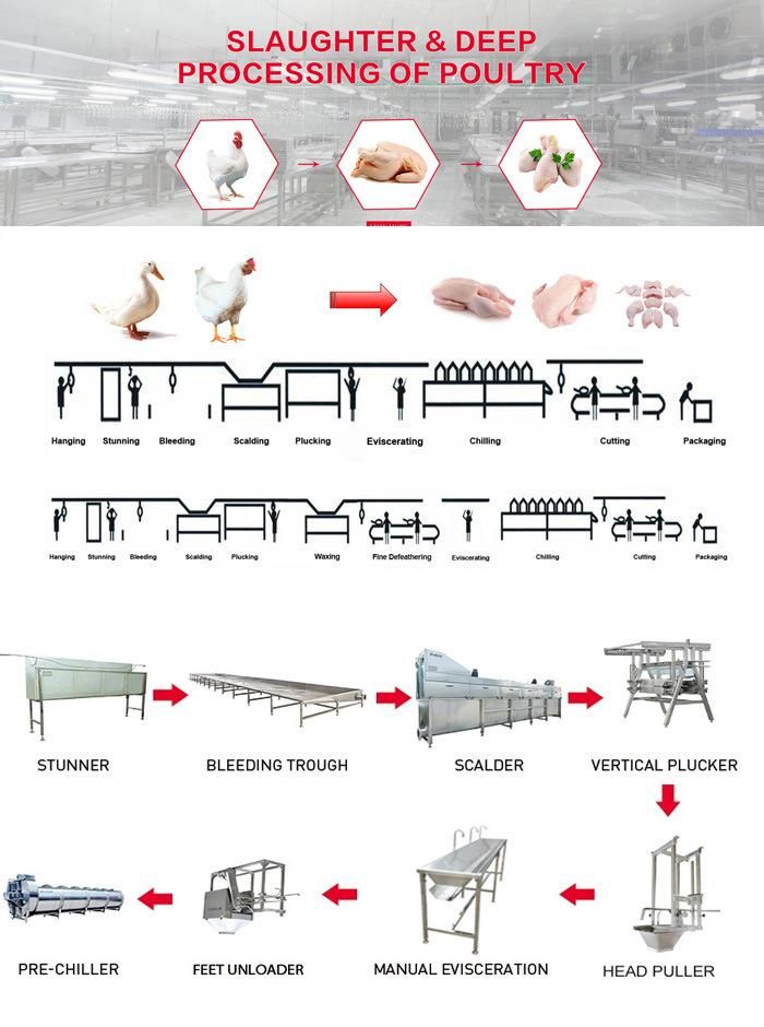 Raniche Chicken Slaughter Line for Processing Plant/ Poultry Broiler Slaughtering Equipment