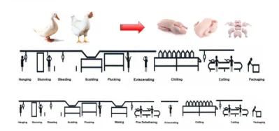 Poultry Slaughter Line Equipment in Chicken Slaughterhouse