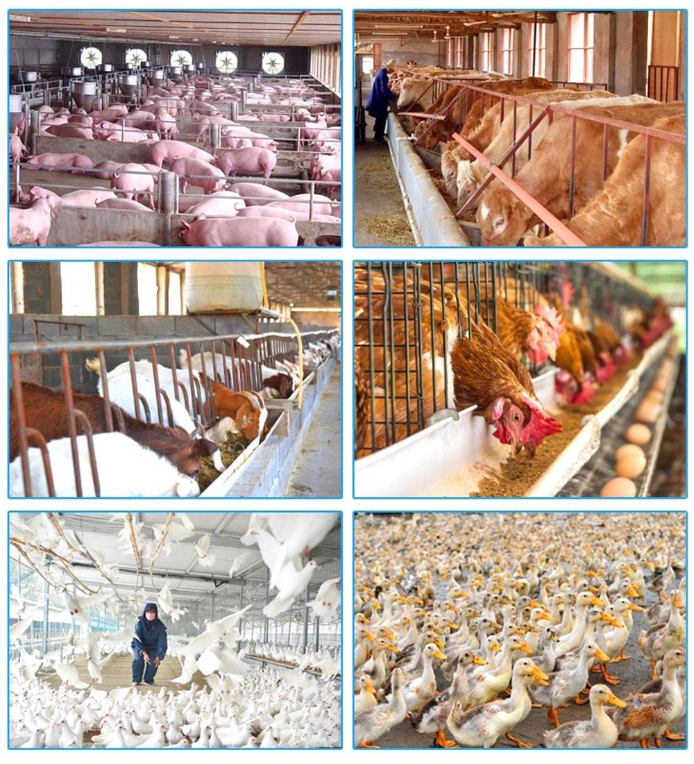 Custom Poultry and Pig Farm Feed Line Silos