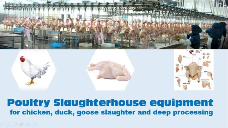 Slaughtering Line for Chicken, Duck, Goose Slaughterhouse