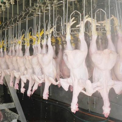 Chicken Processing Plant and Slaughterhouse Equipped by The Automatic Chicken Slaughtering Machine