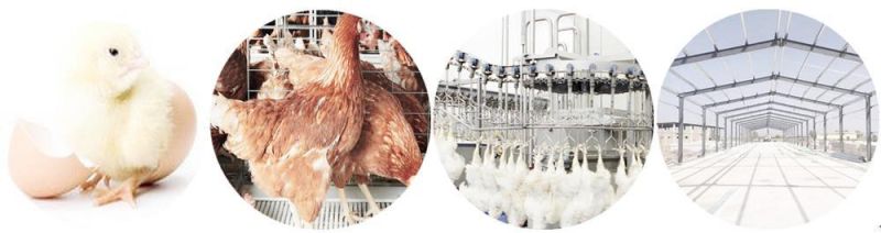 Raniche Complete Poultry Chicken Farm Turnkey Project Slaughterhouse Processing Line Plant Machinery