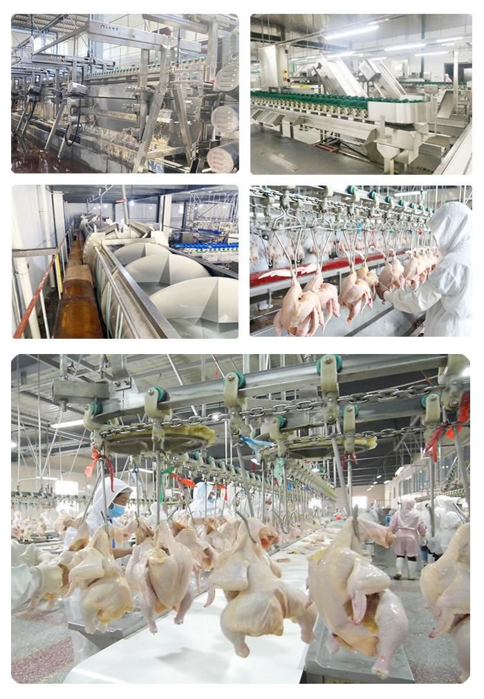 500-2000bph Duck Abattoir Automatic Chicken Slaughter Line