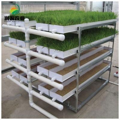Agricultural Greenhouse Automatic PVC Material Hydroponic Fodder Grass System