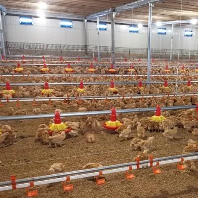 CE Approved Automatic Poultry Equipment for Broiler/Layer Chicken