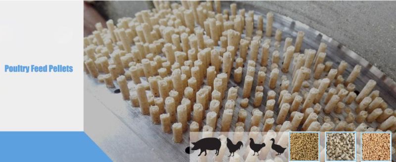 CE ISO Approved Factory Price Ring Die Animal Feed Pellet Processing Machines for Sale