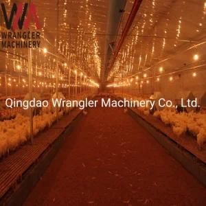 Full Set Poultry Farm Equipment - Breeder Chain Feeding Equipment for Breeder Chicken