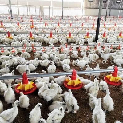Auto Control Poultry Farm Chicken House Feeding Machinery