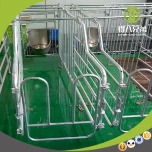 Easy Installed Deba Brother Factory Gestation Stall on Sale