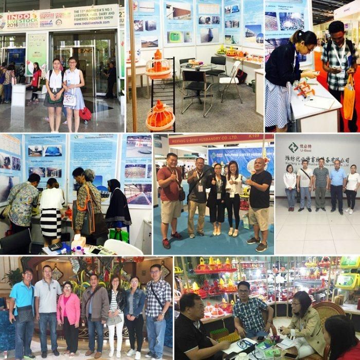 Factory Selling Poultry Farm Equipment for Broiler Feeding