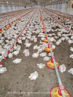 Low Cost Automatic Complete Chicken Farming Materials in India with Fast Delivery