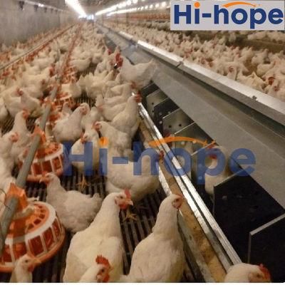 Chicken Farm Complete Breeder Hen Feeding Drinking Equipment