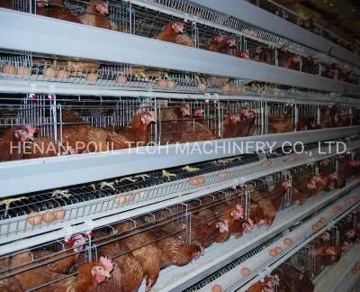 Specialized Battery Layer Cage for Poultry Farm in Africa