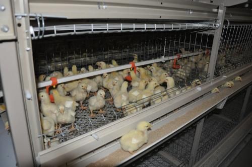 Automatic Poultry Chicken Bird Cages for Layer Broiler