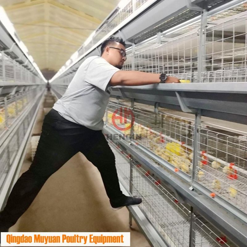 Completed Galvanized H Frame Battery Chicken Poultry Farm/Farming Livestock Machinery /Equipment for Meat Broiler Cage with Manual Birds-Harvest