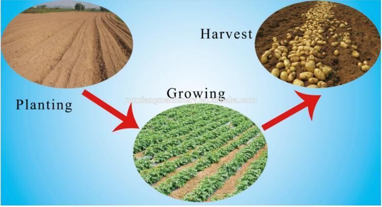 Vegetable Potato Cultivation Planter Planting Growing Processing Machine