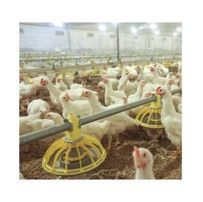 Farm Equipment Philippines Broiler Chicken Feeding and Drinking System