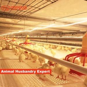 Pullet Rearing Cage Automatic Feeding and Drinking System, H-Type Cage