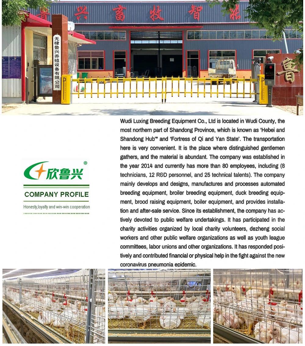 Commercial Chicken Battery Cage for Layer Poultry Farms with Automatic Drinking Line