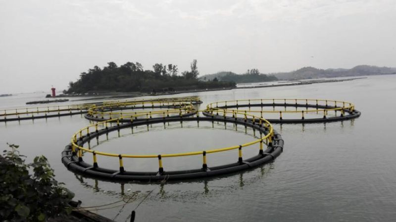 Fish Farm HDPE Floating Tilapia Cage Fish Cage Fishing Equipment Fish Farming Equipment
