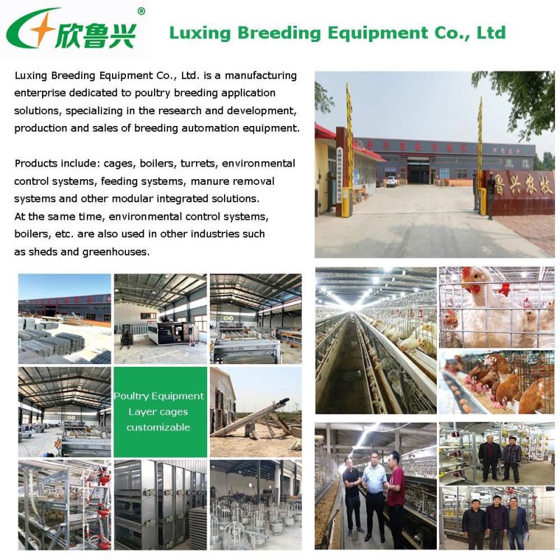 Automatic Light Steel Chicken House Layer Battery Cages System