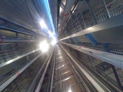 Best Sale Battery Hen Used Chicken Egg Layer Cages