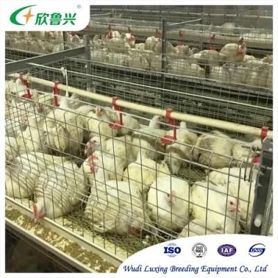 Automatic Hens Coops Feed Poultry 4 Layer Battery Chicken Cage