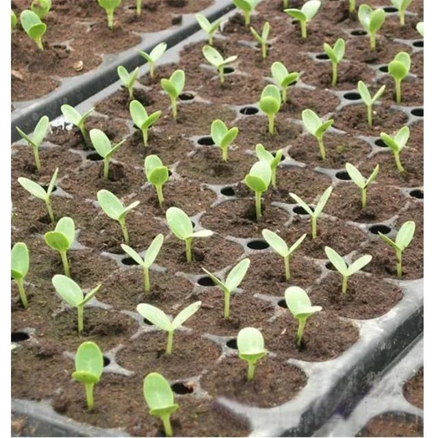 Pepper Vegetable Pot Seedling Machine Semi-Automatic Seeder