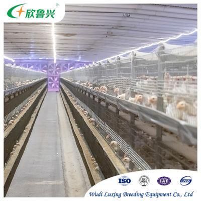 H Type Automatic Chicken Broiler Poultry Cage System
