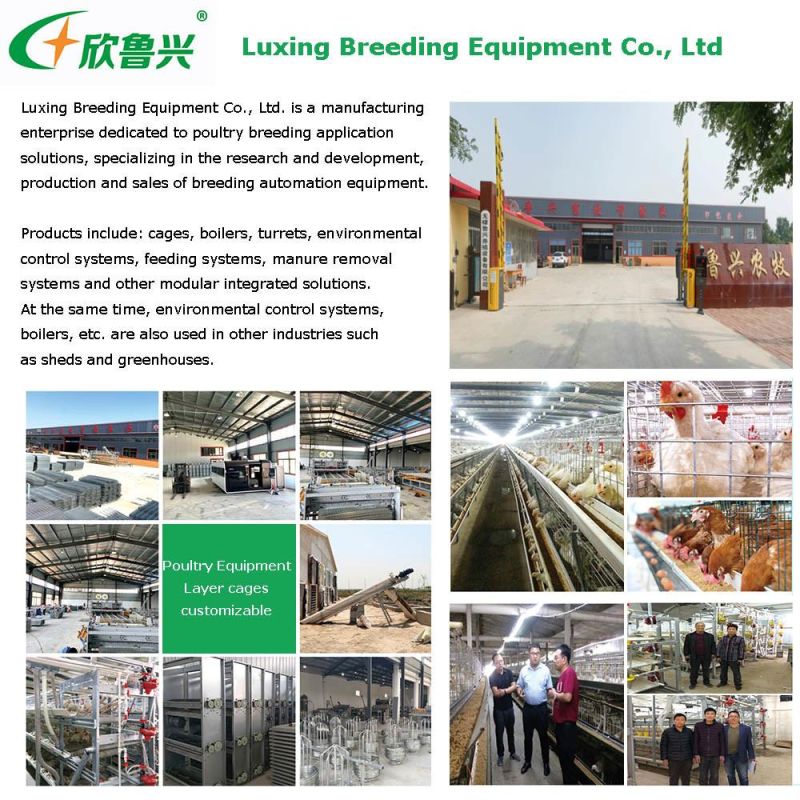 China Manufacture H Type Poultry Breeding Cage and Broiler Chicken Cage Coops