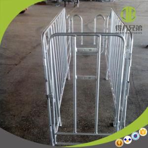 Pig Farming equipment Gestation Stall for Pigs