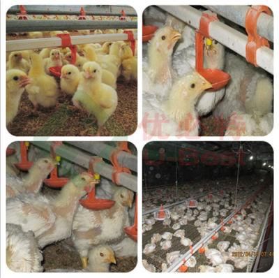 Fully Automatic Poultry Farm Supplied From Weifang, China