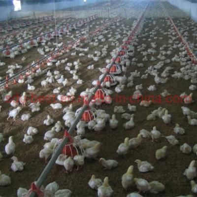 Automatic Poultry Chicken Breeder Broiler Farm Equipment