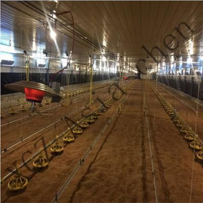 High - End and Upper - Class Broiler Flat Breeding Equipment