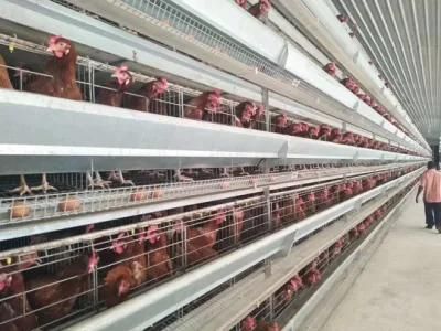 Poultry Farm Layer Cages System