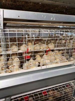 Good Price Automatic a Type Layer Chicken Cage for Poultry Farm