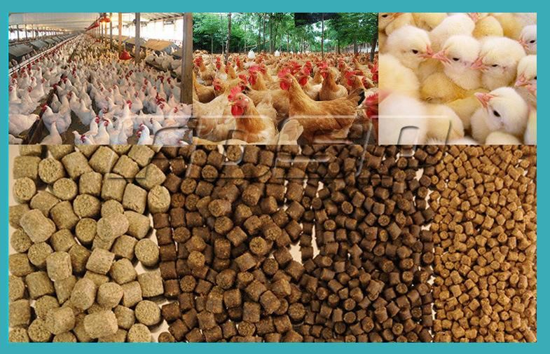 Reasonable Price Cattle Feed Machine Price Poultry Processing Plant