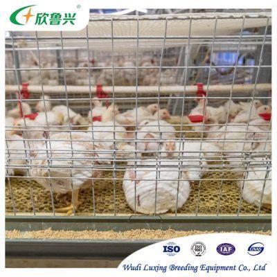 High Quality H-Type 3-Layer Automatic Chicken Breeding Equipment