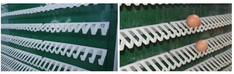 Poultry Farm Equipment Hot Galvanized Material Layer Chicken Cage