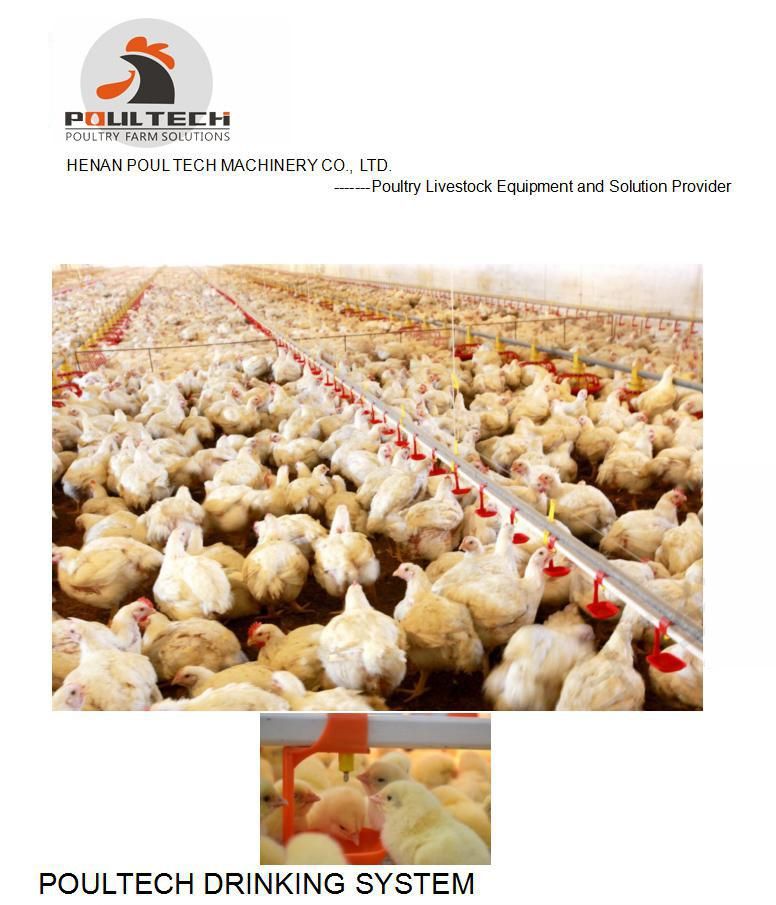 Poultry Farm Automatic Baby Chicken Flat Raising Equipment