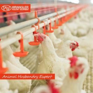 High Quality Nipple Drinker for Poultry Farm/Layer/Broiler/Breeder