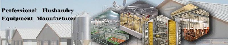 Professional Design Galvanized Layer Chicken Cage