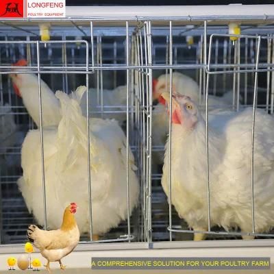 430cm2 or 450cm2 Local After-Sale Service in Asia Feeding Equipment Poultry Farm Cage