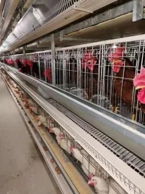 Best Price Livestock Animal Cage Chicken Farm Automatic Chicken Cage for Layers Poultry Farming