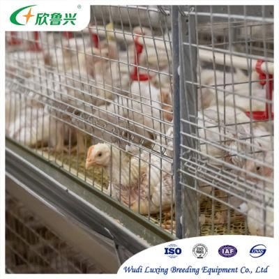 Poultry Breeding Quail Chicken Broiler Layer Duck Rearing Equipment a or H Type Cage Feeding Equipment