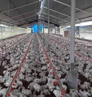 Factory Supply Broiler Chicks Rate Farm Equipment House Design